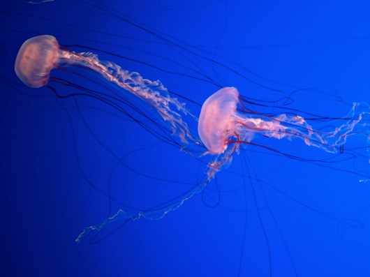 More jellies