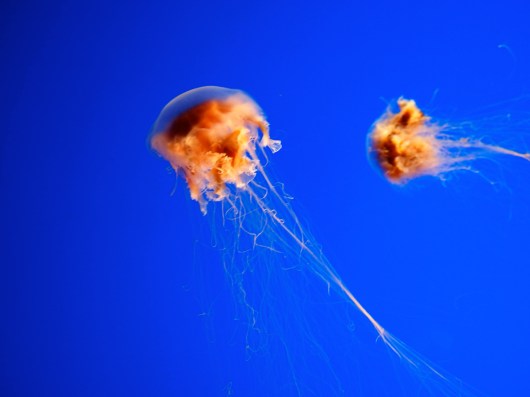 Lion's Mane Jellyfish