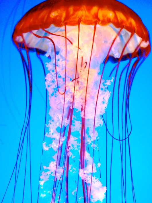 Jellyfish