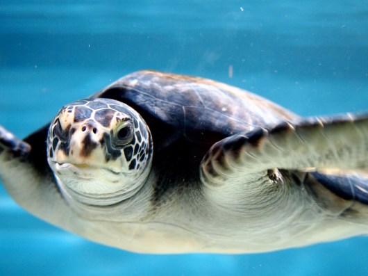 Sea turtle