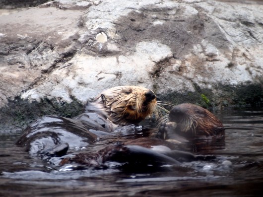 Sea Otters