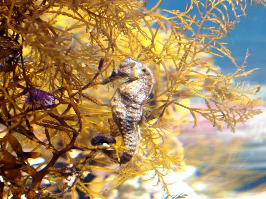 Sea horse