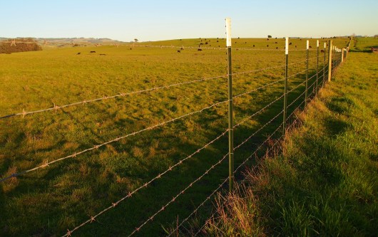 This is right along the fence line at the east edge of town, about 30 feet from our picnic. My favorite running path goes right along the fence for about a half mile before meeting back with the walking path.
