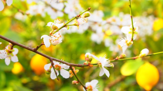Flowers and Lemons combine