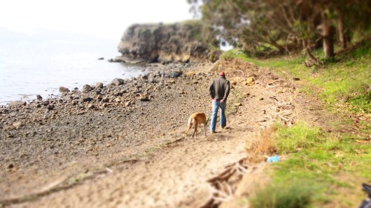 Jake and Cousteau walking along the beach in Tomales Bay. 