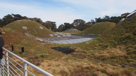 Living Roof at California Academy of Sciences