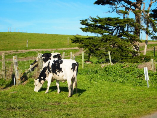 Dairy cows out at Pt. Reyes